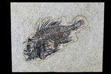 Bargain Cockerellites (Priscacara) Fossil Fish - Wyoming #77890-1